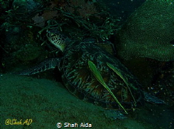 A wide angle shot in Dim View of Turtle,Was Taken with Ca... by Shah Aida 